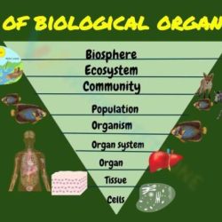 Levels of biological organization worksheet