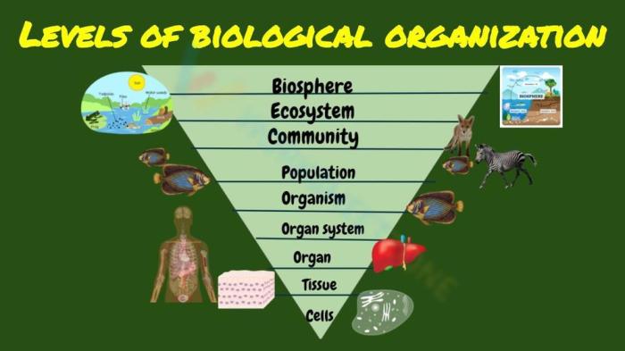 Levels of biological organization worksheet