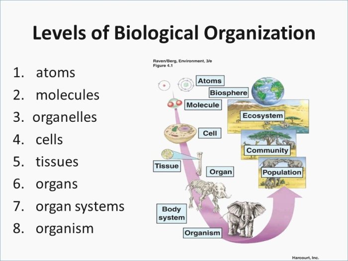 Levels of biological organization worksheet