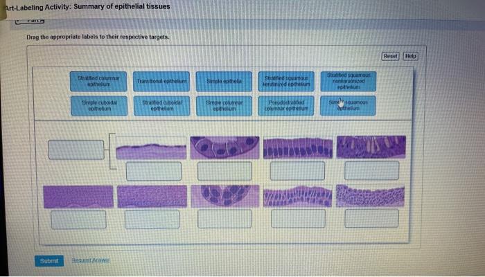 Art-labeling activity summary of epithelial tissues