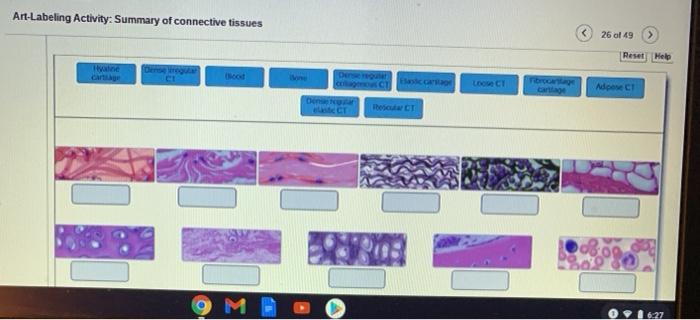 Art-labeling activity summary of epithelial tissues