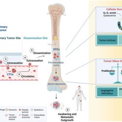 Connective physiology tissues epithelial eds fishersci danlos ehlers different dense textbook elastic mcqs histology cells areolar supporting cartilage syndromes hyaline