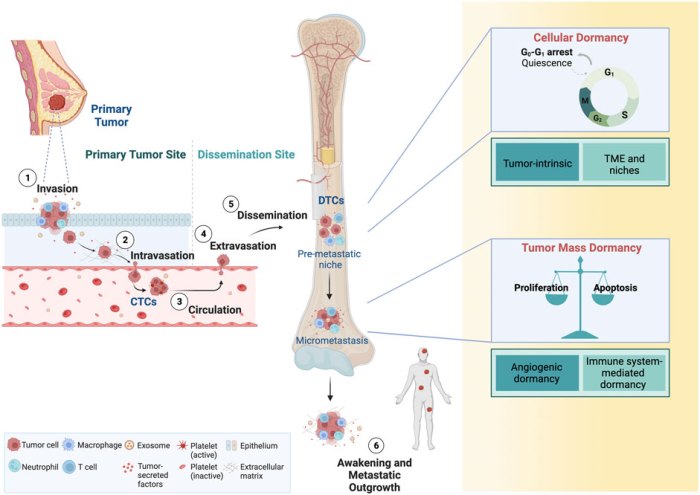 Connective physiology tissues epithelial eds fishersci danlos ehlers different dense textbook elastic mcqs histology cells areolar supporting cartilage syndromes hyaline