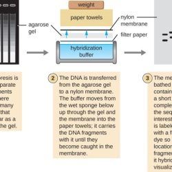 Both pulsed field gel electrophoresis and western blotting