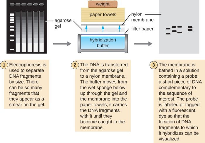 Both pulsed field gel electrophoresis and western blotting