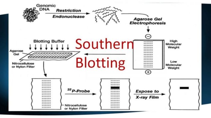 Both pulsed field gel electrophoresis and western blotting