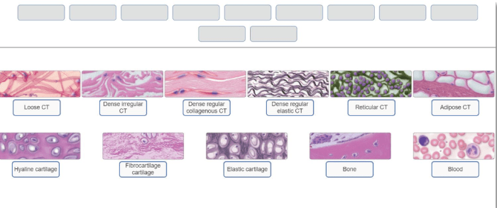 Tissue epithelial anatomy types tissues physiology biology notes connective module epithelium skin study medical pearson lab medicine school science human